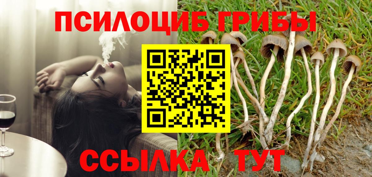 Псилоцибиновые грибы Psilocybe Котовск